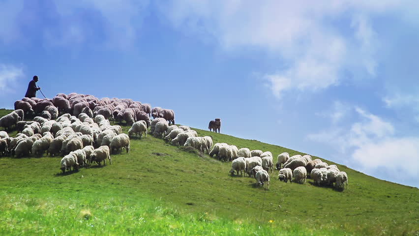 Idyllic hilly scenery with flock of sheep grazing