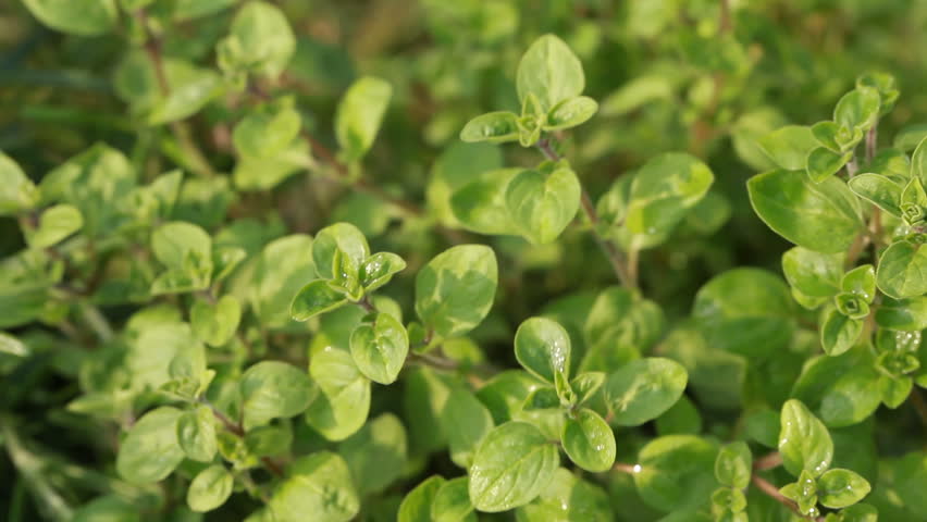 Close-up of oregano plant in the garden