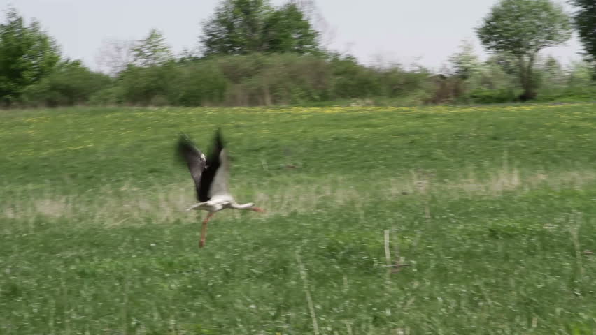 stork flies up into the sky