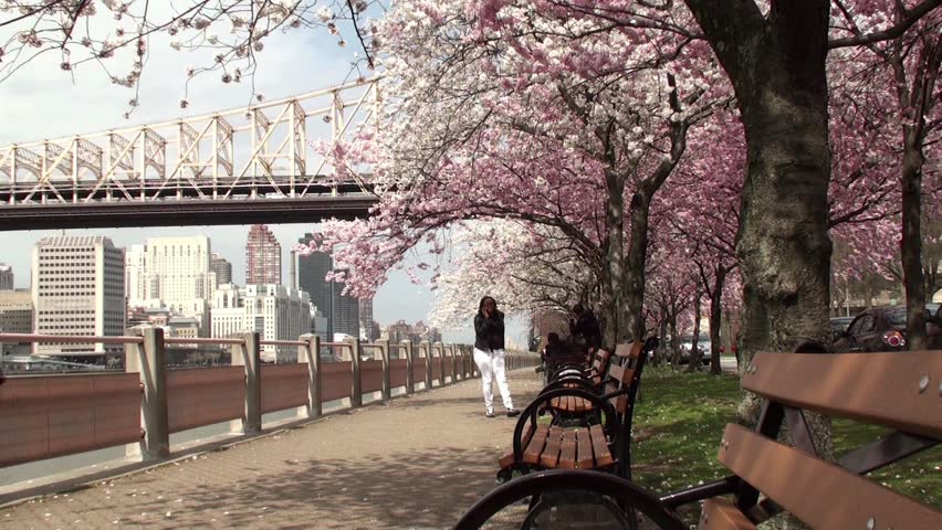 NEW YORK CITY - APRIL 16:
Walk along the promenade Roosevelt Island with cherry blossoms. April 16, 2013 in NYC, New York, USA.