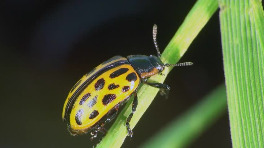 Psyllobora vigintiduopunctata sitting on leaf