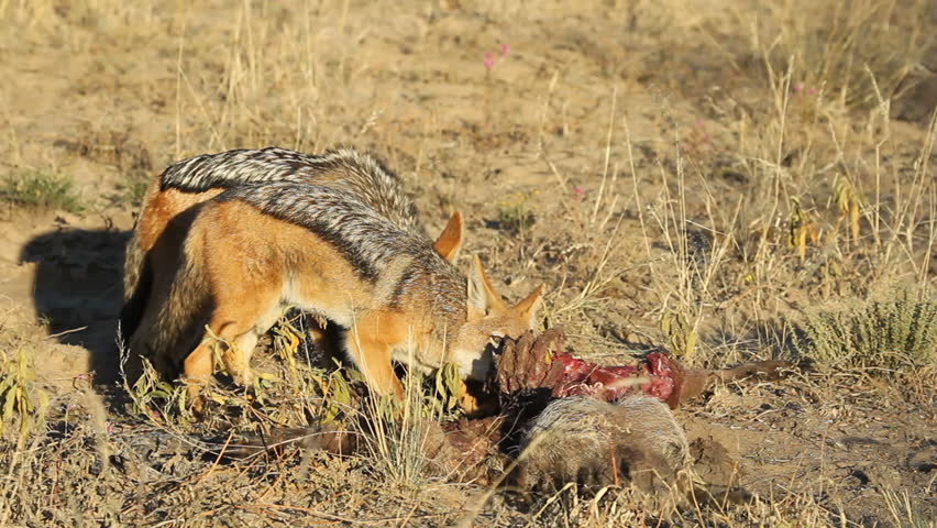 Black-backed Jackals (Canis mesomelas) scavenging on a carcass, South Africa