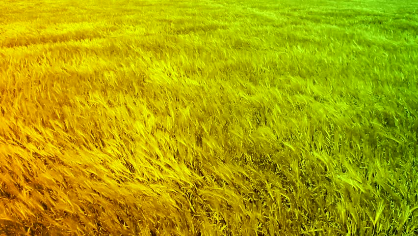 Green Orange Ocean Waves of Wheat Moved by Summer Wind Nature Backdrop HD