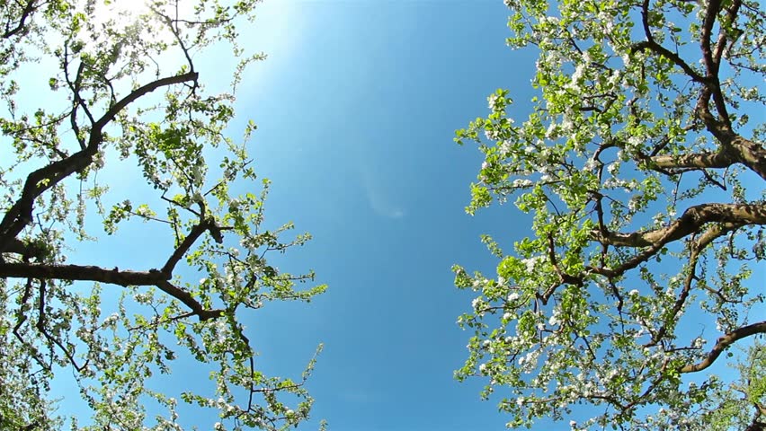 blossoming apple orchard, shooting slider