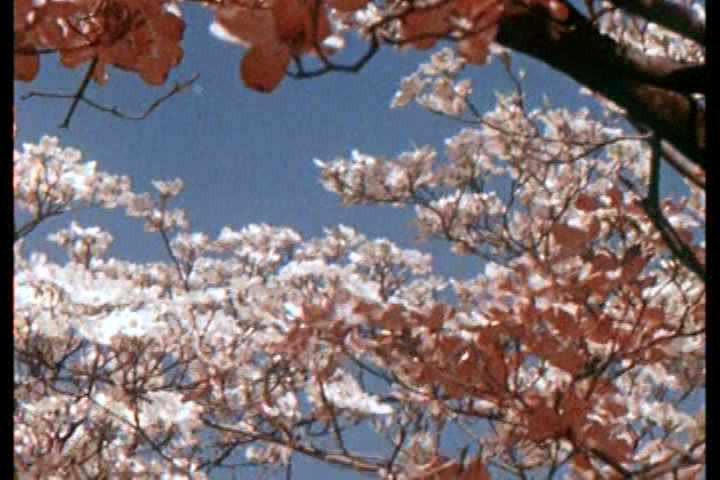1970s - A very corny 1970s montage of love and romance.