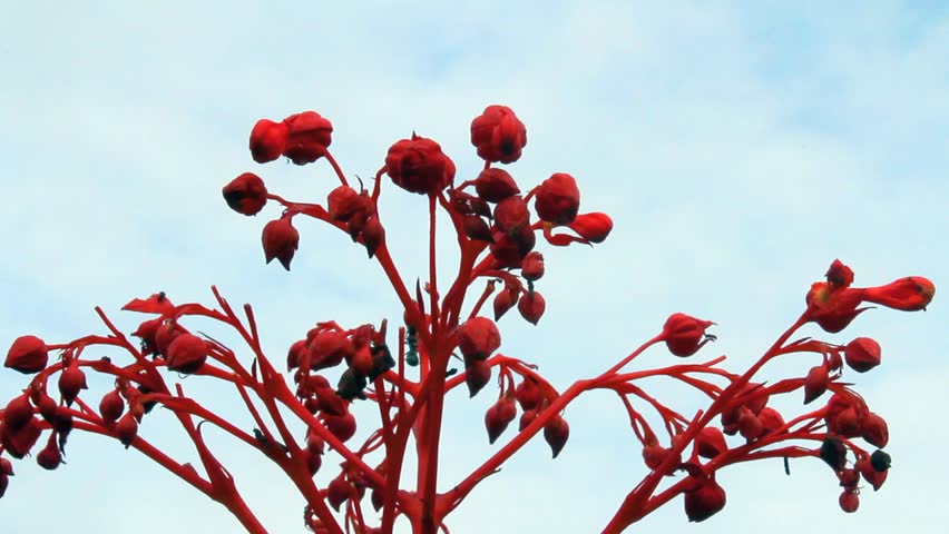red flower blooming