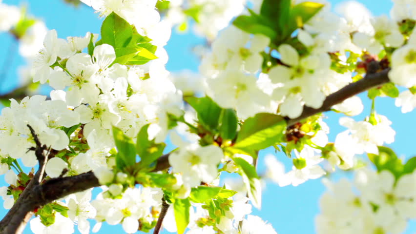apricot flowers blooming in spring