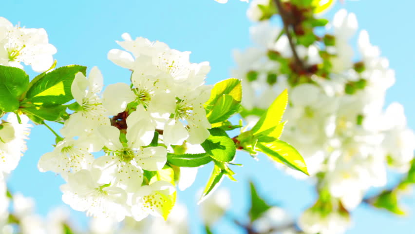apricot flowers blooming in spring