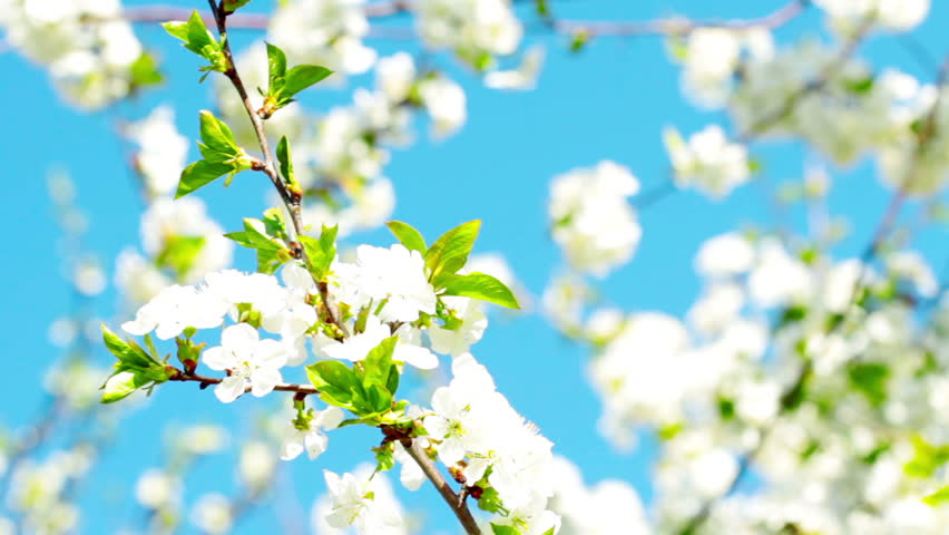 apricot flowers blooming in spring