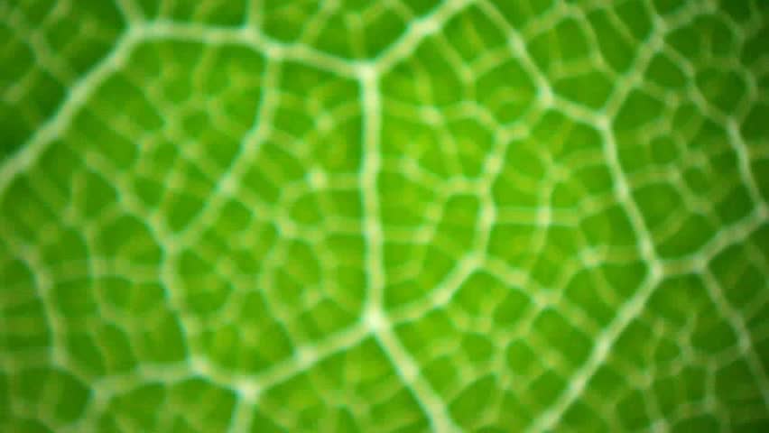 Leaf of birch (Betula) under microscope, magnification 40X