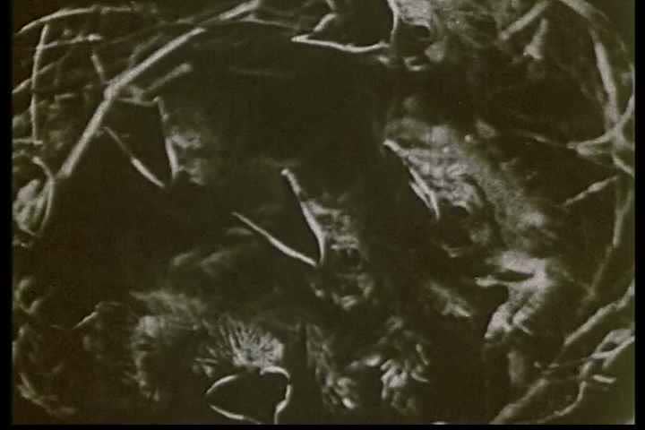 1920s - Early naturalist filming on the behavior of birds.
