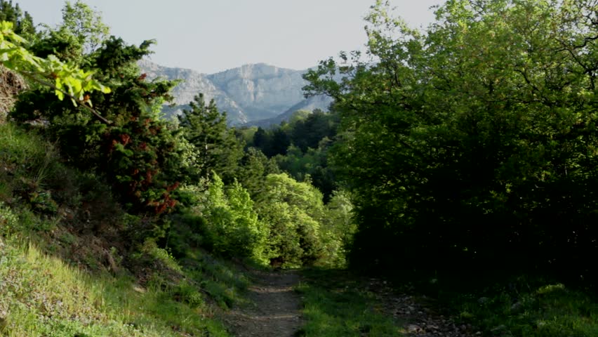 Mountain forest