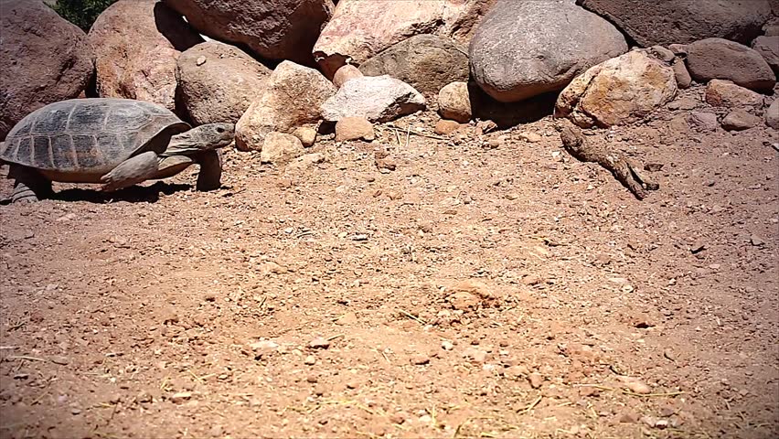 An endangered Bolson Tortoise in Arizona, USA.  The tortoise is unique among Pleistocene animals in that, unlike mammoths, sabre-toothed tigers and giant ground sloths, it is not extinct. 