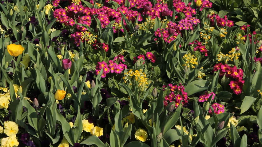 Hyde Park flowers.
Springtime flowers in Hyde Park, London, UK.
