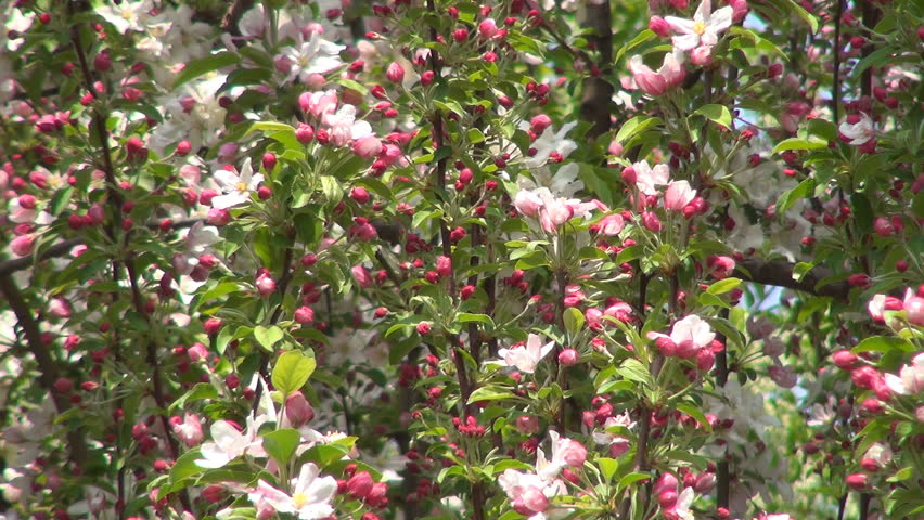 Blooming Trees Orchard, Spring Fruits Flowers, Springtime Foliage, Backgrounds