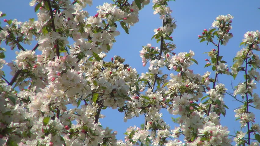 Blooming Trees Orchard, Spring Fruits Flowers, Springtime Foliage, Backgrounds