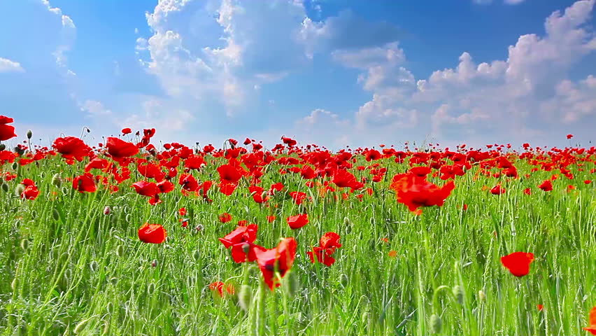 field of red poppies and cloudy sky
