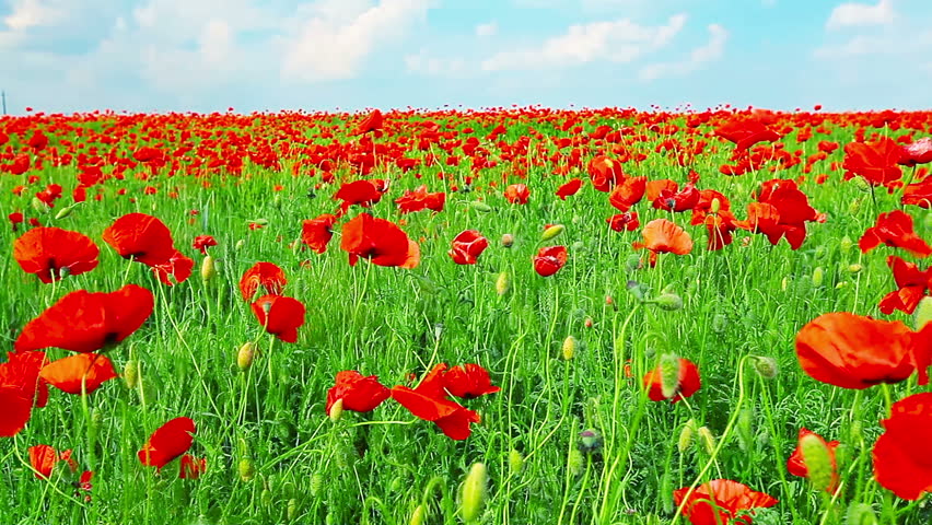 field of red poppies and cloudy sky