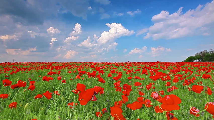 field of red poppies and cloudy sky