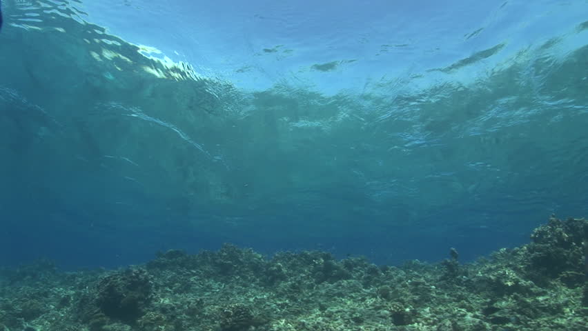 oceans surface and reef