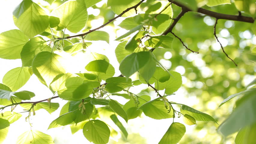Green leaves