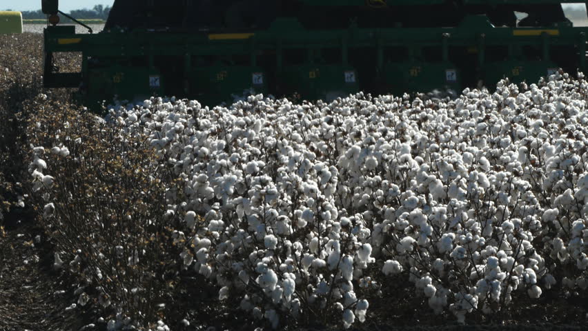 cotton harvester close up