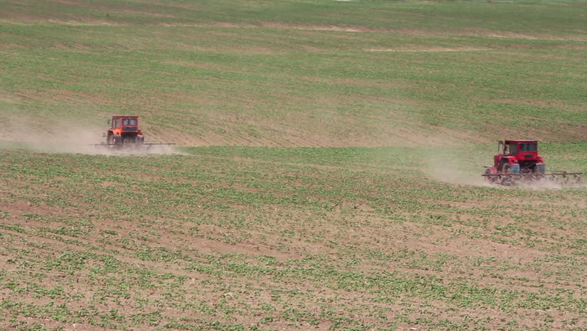 Tractors plowing weeds from between rows of a corn field ...