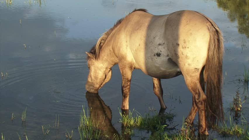 Konik horse stallion drinks water in lake - high angle. The Konik is a small horse originating in Poland. Semi-wild herds of koniks can be seen in many nature reserves today.