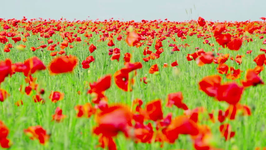 field of red poppies