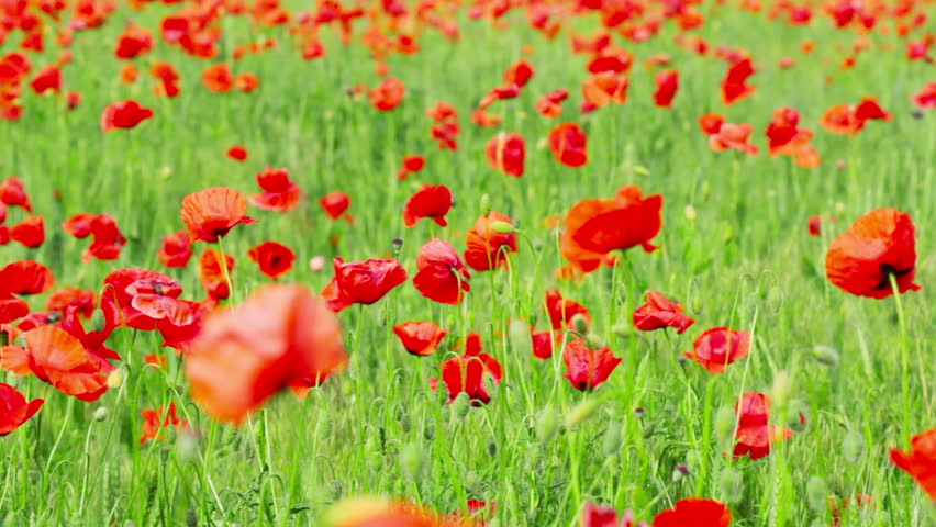 field of red poppies