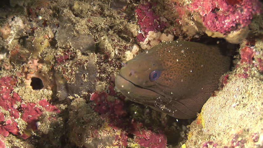 moray eel cleaned by shrimps