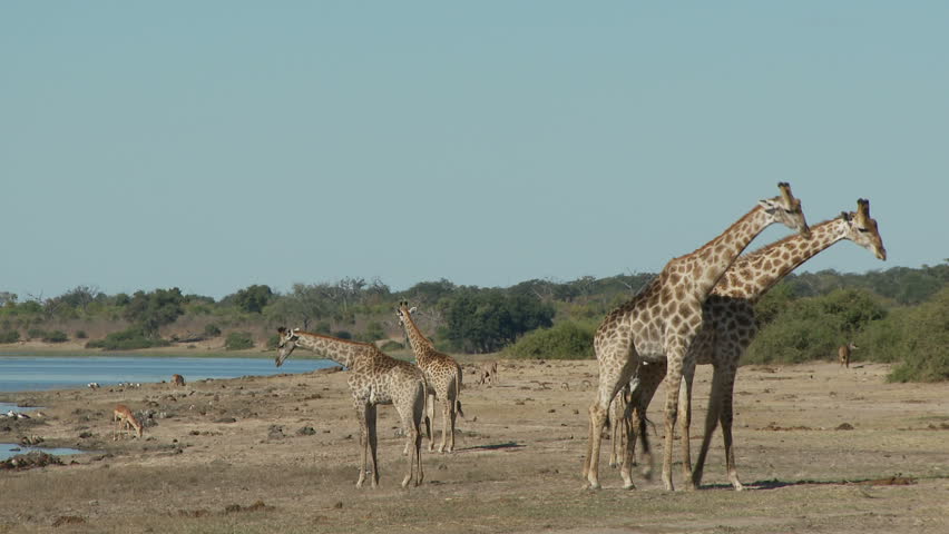 Two giraffes begin to batttle it out in a head to body slamming sparring competition for dominance