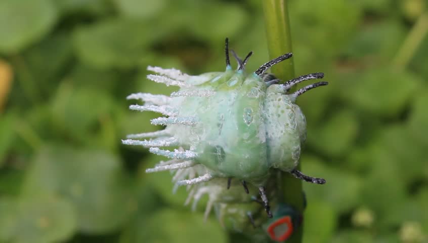 green caterpillar crawling on leaves