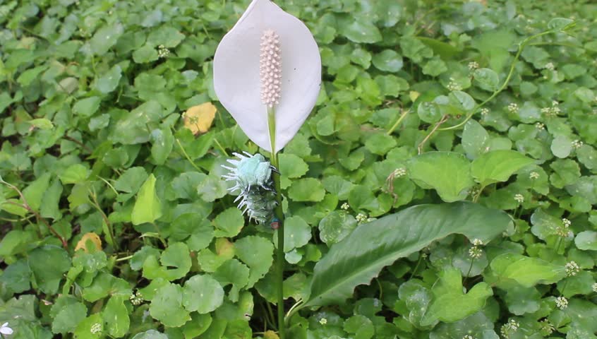 green caterpillar crawling on leaves