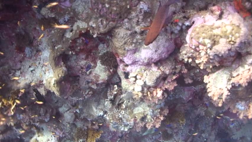 A coral grouper defending its territory against a predatory fish. Captured on a 3CCD DVCAM Camera 16:9 anamorphic