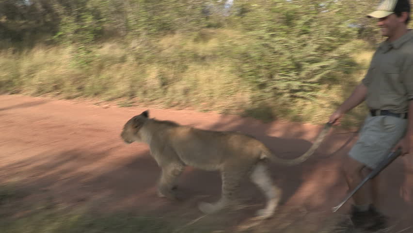 ranger walk with lion and hold tale