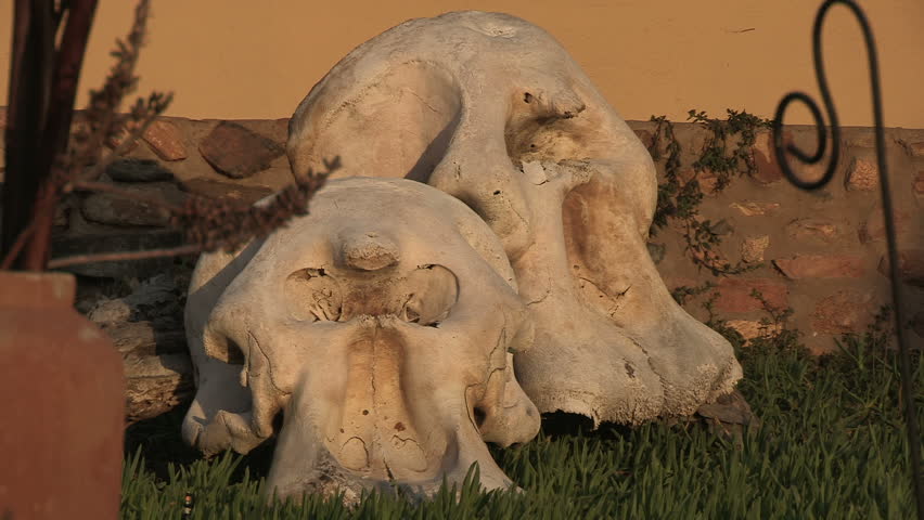 elephant head skull