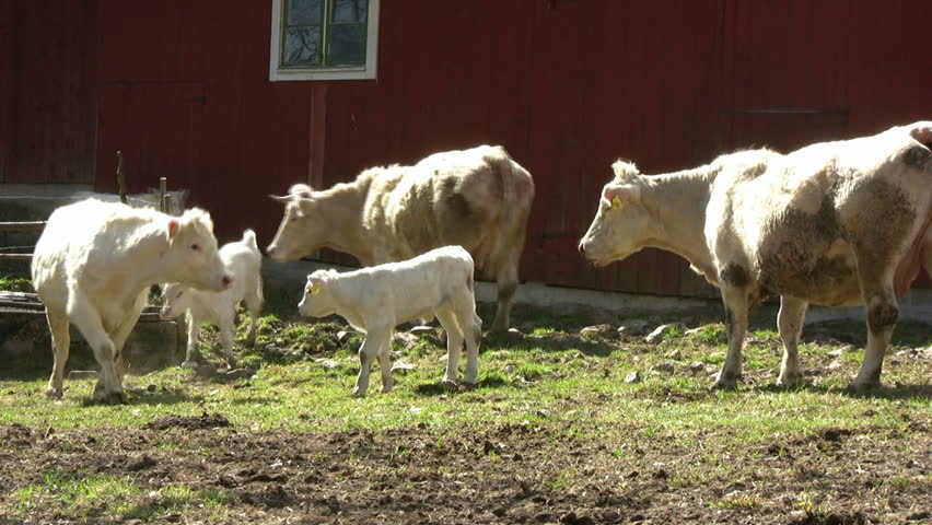 happy cow jump , first day outdoors in the spring