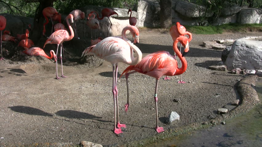 Video of Flamingos with long legs, standing on one. Gladys Porter Zoo in Brownsville TX. Nests with eggs. Mothers very protective. Wildlife and colorful birds. Don Despain of Rekindle Photo