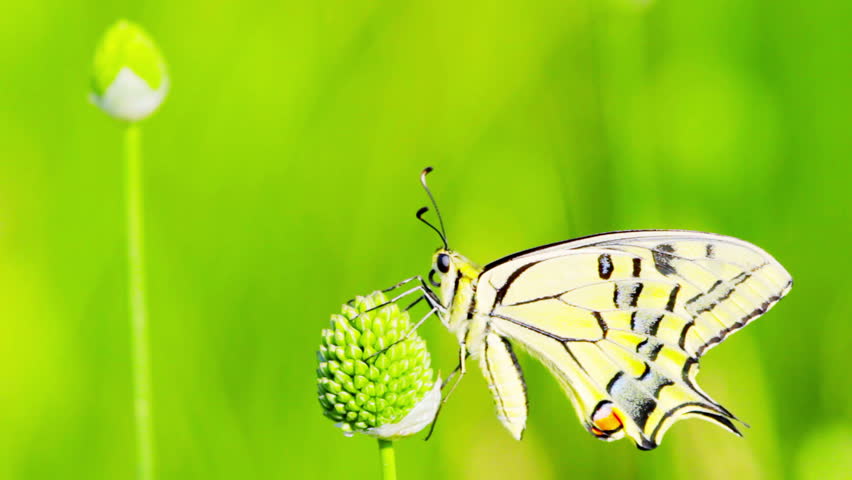butterfly