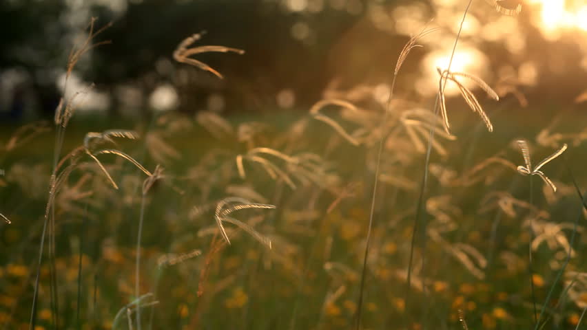Sunbeams from the late afternoon sun bath the tall swaying grasses of a meadow in golden light. Shallow DOF.