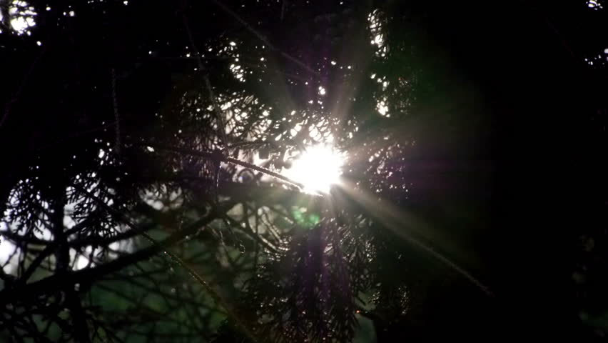 Sunlight in the forest.