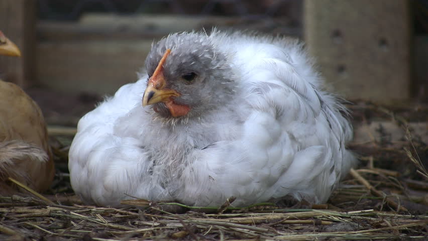 chochin chick sleeps cochin chick sleeps 