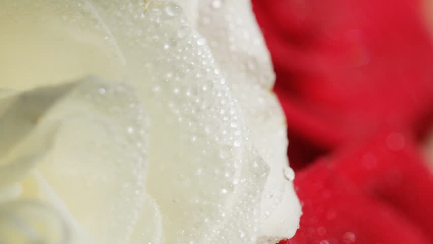 Water drop falling on rose