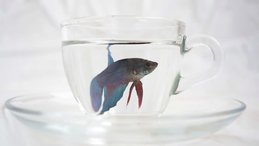 Rooster fish in a small transparent cup isolated on white