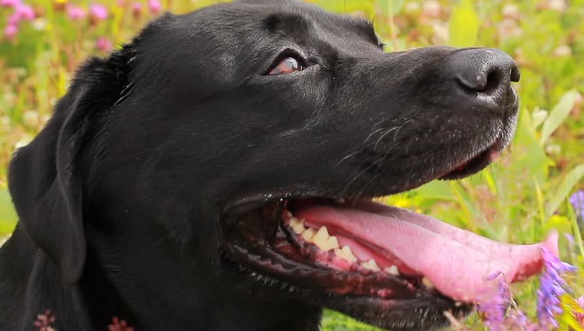 black Labrador face with the tongue out