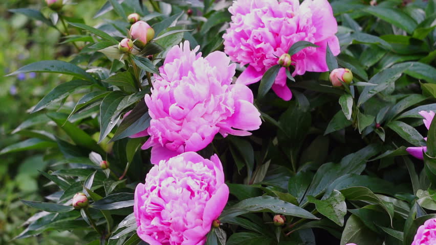 Peonies blooming in the garden 