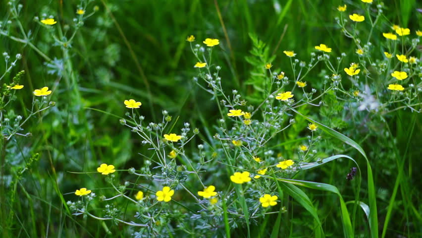 Yellow wild flowers on a windy sunny day