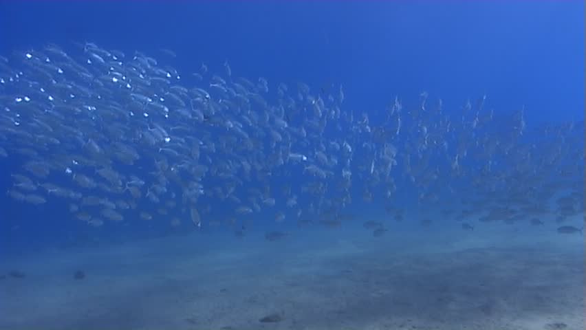 A school of spanish mackerel in shallow water. Captured on a 3CCD DVCAM Camera 16:9 anamorphic