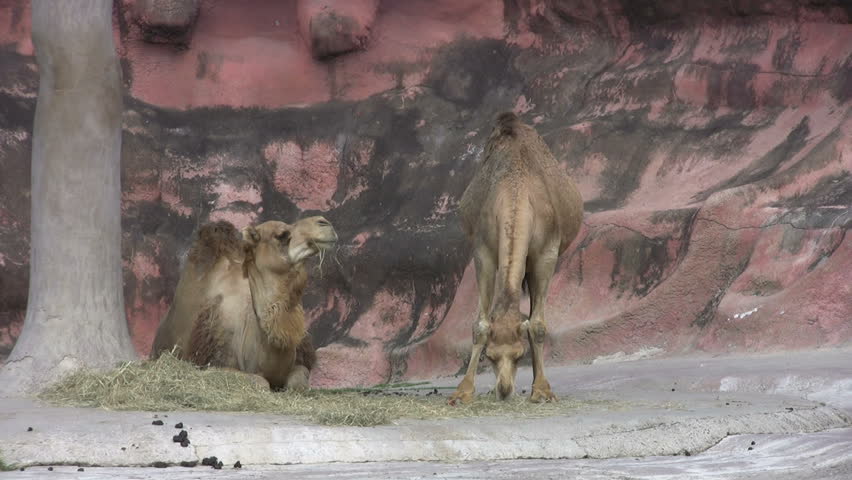 Video of two Camels chewing food  in the Gladys Porter Zoo sanctuary in Brownsville TX. Eating and walking. Wildlife from Africa or desert areas of the world.  Don Despain of Rekindle Photo